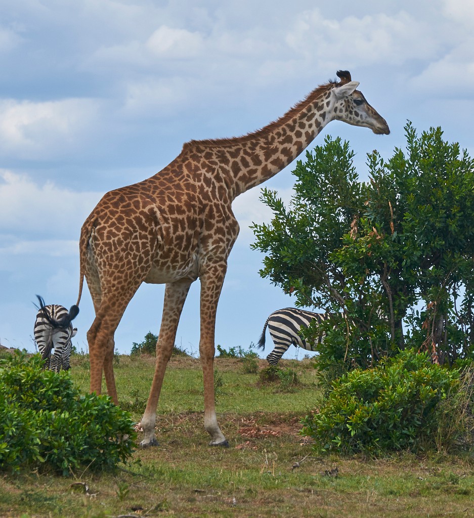 Giraffe above all